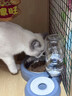 甜浪海猫碗双碗自动喂食器不锈钢狗盆幼猫吃饭喝水防打翻饮水机宠物食盆 实拍图