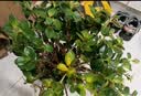 绿荫巷子幸福树绿宝绿植盆栽桌面植物办公室客厅吸甲醛好养易活四季常青 【欧式罗马柱】幸福树 高约35cm 实拍图