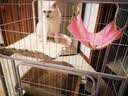 雪宠【京东快递】猫笼家用猫别墅室内猫窝猫舍加粗款大号加粗方管猫笼 【乳白加粗款】特大号三层77*53*108【适1-2只肥猫】 今日下单送8件套大礼包 实拍图