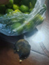 京鲜生 海南小青柠檬青金桔1斤装单果7g+奶茶店专用调味品源头直发包邮 实拍图