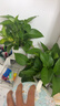 双盟绿萝盆栽除甲醛花卉绿植办公室新房净化空气110竖纹盆8盆源头直发 实拍图