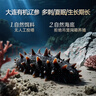 辽参大连有机冷冻海参2斤20-24只非即食京东自营礼盒装独立包装 实拍图
