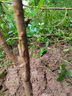 欧悟【买2颗送1颗】嫁接车厘子树苗大樱桃树苗盆栽果树苗木南北方种植 脱骨蜂蜜李子苗 七年大苗（结果多） 实拍图