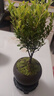 八芽 小叶赤楠盆景摆件室内绿植花卉盆栽老桩客厅办公室桌面好养植物 （【热销款】舍得紫砂盆赤楠+苔藓+底座） 实拍图