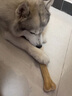 憨憨乐园狗狗磨牙棒宠物狗咬胶狗零食泰迪金毛成犬幼犬磨牙骨头10寸咬胶 实拍图