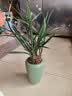 玫绚兰花 春兰宋梅 假一赔十盆栽花卉 红芯荷 一颗8苗连体 带陶瓷盆土+底座 实拍图
