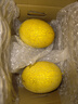 京鲜生 黄金哈密瓜 2粒 单果2.5斤起 净重6-8斤 生鲜水果礼盒 实拍图