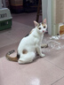 小佩宠物智能不锈钢饮水机 宠物用品 滤芯自动过滤猫咪饮水机加温器 不锈钢饮水机【UVC抑菌】 实拍图