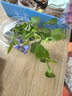 蓝雪花苗盆栽大苗带花苞阳台植物好养的花卉四季开花不断天竺葵鲜 蓝雪花小苗20-25厘米高一盆（原盆土栽好） 实拍图