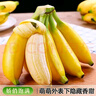 新鲜现摘海南皇帝蕉小香蕉软糯可口水果宝宝蕉 皇帝蕉净重5斤 实拍图