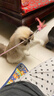 【京东快递】仙女逗猫棒猫咪玩具带铃铛逗猫神器耐咬羽毛逗猫棒 羽毛粉色款1支 实拍图
