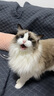 LEGENDSANDY蓝氏全价猫粮成猫幼猫生骨肉冻干粮 盒装 猎鸟乳鸽4.5kg 实拍图