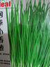 IDEAL理想农业 上海青菜种子小白菜青菜小油菜籽四季蔬菜种子 约2万粒 实拍图