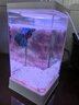 宠街坊斗鱼缸桌面家用创意造景装饰带灯迷你高透PET懒人金鱼缸 实拍图