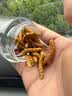 鹿章堂冬虫夏草断草高海拔精品断虫草断草虫草冬虫夏草滋补养生多买多惠 精品虫草肉节10克装（送1克） 实拍图