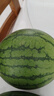 全美2K小糖丸西瓜 2K小糖丸西瓜2-3斤 实拍图