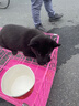 猛玛悦声S1无线领夹麦克风 苹果手机直播MOMA猛犸s1麦克风直插话筒vlog户外采访声卡降噪长续航收音麦 实拍图