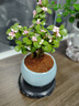 开时果 金枝玉叶盆栽多肉植物盆景 办公室内桌面花卉小绿植源头直发包邮 【丛生款】浅蓝圆陶盆+苔藓+底托 实拍图