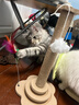 HELLOJOY猫抓柱剑麻猫抓板猫玩具耐抓耐磨不掉屑猫爬架立式自嗨解闷用品 实拍图