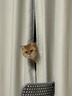 皇家室内成猫粮 I27 通用粮 12月以上 4.5KG 实拍图