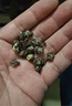 吴裕泰茉莉花茶茉莉龙珠浓香型特种60g八窨手工醇香罐装 实拍图