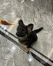 蒂瑞科纯种德牧幼犬弓背黑背德国牧羊犬活体大型狼狗猎犬宠物狗 宠物级 实拍图