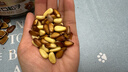 三只松鼠大颗粒东北松子500g/罐装坚果炒货手剥开口A++干果零食一斤装送礼 实拍图