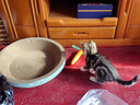 欢宠网猫玩具猫咪磨牙棒逗猫棒猫薄荷自嗨解闷耐咬神器猫猫小猫幼猫宠物 实拍图