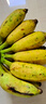 正宗苹果蕉广西香蕉自然熟新鲜水果奶蕉粉蕉小米芭蕉鹏贸 带箱2斤 实拍图