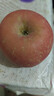 京地达烟台栖霞红富士苹果净重4.5斤单果约193g烟台苹果水果源头直发 实拍图