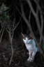 索尼（SONY）【保价11.11】FE 50mm F1.4 GM 全画幅大光圈定焦G大师镜头 人像摄影(SEL50F14GM) 实拍图