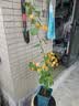景郁春 JIRYUCUR 三角梅盆栽树苗爬藤带花苞发货花绿植花卉 加州黄  源头直发 实拍图