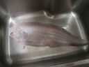 黄小渔【冰鲜野化】宁德深海大黄鱼 1.8斤/2条 黄花鱼 鱼类源头直发 实拍图
