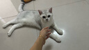 俘获G12猫咪毛球克星猫零食云草片杉化去助排毛球维生素鱼油冻干棒 【认准俘获】4包散装(8颗） 实拍图