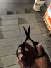 【超级爆款】钓鱼户外剪刀办公用品剪纸不锈钢手工文具剪子 文具剪刀1把 中号 实拍图