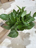 【绿萝盆栽】吸甲醛净化空气水培绿植物懒人花卉好养搬家礼物全 【1盆】绿萝+早安吸水盆 整体含盆高度20-25cm 实拍图