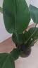 种花迷水培天堂鸟盆栽花卉植物室内客厅绿植面鹤望兰吸甲醛四季好养活 精品水培天堂鸟3株+透明火炬玻璃瓶【含瓶】 实拍图