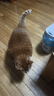 伟嘉猫粮成猫夹心粮 全价粮吞拿鱼1.3kg布偶蓝猫橘猫加菲英短猫咪 实拍图