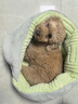 KimPets狗窝冬季保暖安全感狗床中小型犬泰迪比熊睡觉用半封闭宠物床猫窝 抹茶松绿【冬日保暖 亲肤柔软】 S码-48*45cm（建议8斤内宠物） 实拍图