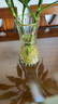 特大号轻奢创意简约玻璃花瓶透明水养鲜花北欧ins风客厅插花摆件 【28高描金】透明太阳花 实拍图