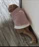 宜品达QC猫咪衣服保暖秋冬季布偶猫背心绒衣宠物小型犬狗狗小猫幼猫 高品质兔毛绒-桔色 L (6-9斤内) 实拍图