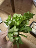西芹约1kg 实拍图