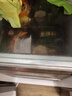 思念金牌虾水饺虾仁玉米480g32只 速冻饺子锅贴食品速食食品蒸饺煎饺 实拍图