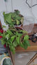 双盟绿萝盆栽除甲醛花卉绿植办公室新房净化空气180白横纹4盆源头直发 实拍图