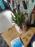 迷迭香苗盆栽可食用驱蚊植物香草薄荷苗绿植物室内煎牛排水培花卉 迷迭香原盆土一盆 盆径约12cm 含盆高约25cm 实拍图