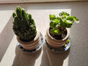 沭之美多肉植物绿植花卉盆栽 聚财山+金钱木+米色甜甜圈陶瓷盆 源头直发 实拍图
