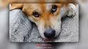 欧卡曼中华田园犬狗粮普通土狗专用幼犬成犬通用型40斤装 成犬专用40斤+美毛火腿肠100根 实拍图
