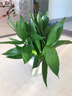 四季招财好运旺宅水培观音竹富贵水竹客厅室内办公盆栽绿植除甲醛 观音竹3支（活动款简易杯） 观音竹高度25-35厘米 实拍图