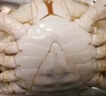 鲜活梭子蟹200-300g/只 实拍图