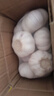 山东金乡蒜大蒜出口标准精选大蒜头蔬菜调料单果5cm 出口标准网兜装箱 455g 5-5.5cm特大 实拍图